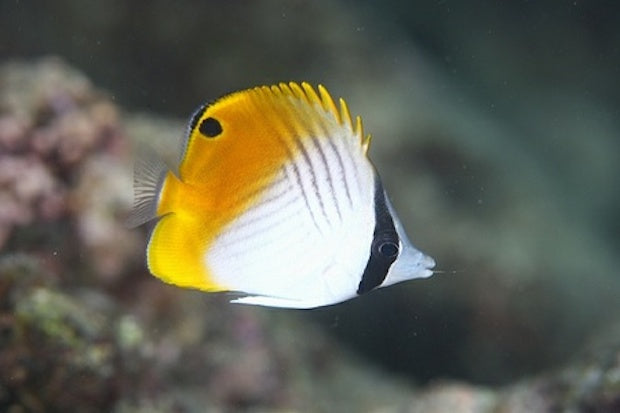 Auriga Butterflyfish Small