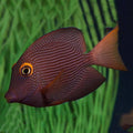 Kole Tang(Wild)