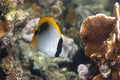 Lined Butterflyfish