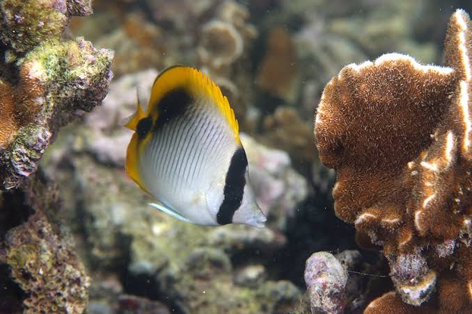Lined Butterflyfish