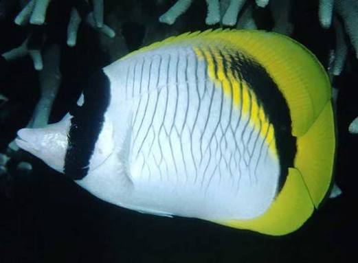 Lined Butterflyfish
