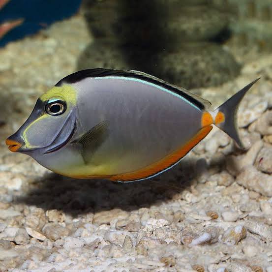 Naso Tang