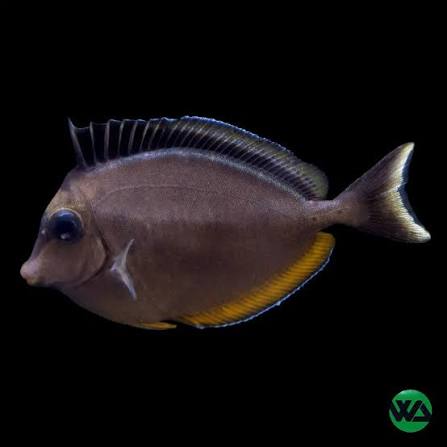 Naso Tang