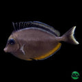 Naso Tang