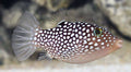 Blue Spot Puffer Small
