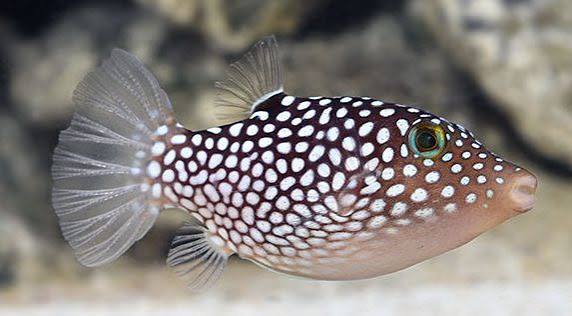 Blue Spot Puffer Small