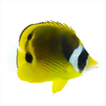 Racoon Butterfly Fish Small