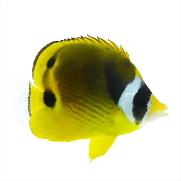 Racoon Butterfly Fish Small