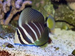 Sailfin Tang
