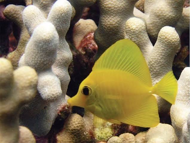 Yellow Tang(Wild)