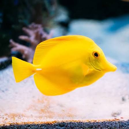 Yellow Tang(Wild)