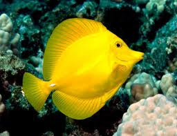 Yellow Tang(Wild)