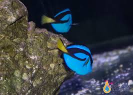 Blue Tang(Hippo)