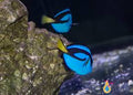 Blue Tang(Hippo)