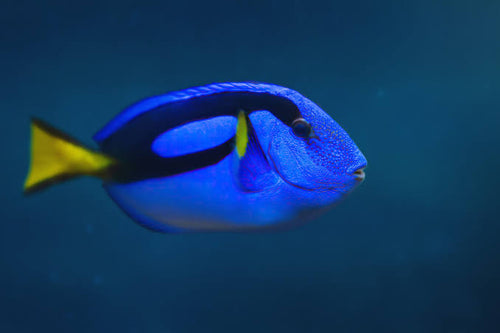 Blue Tang(Hippo)