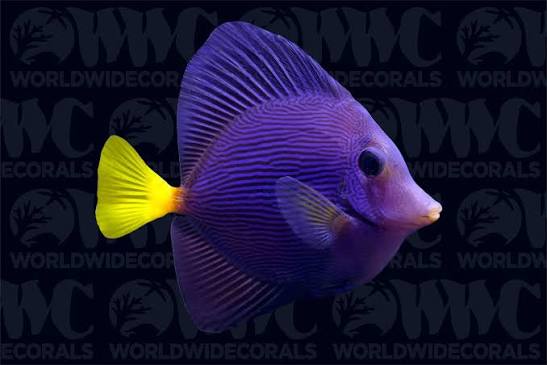 Purple Tang